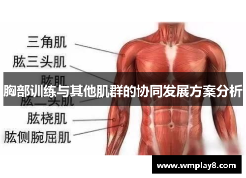 胸部训练与其他肌群的协同发展方案分析